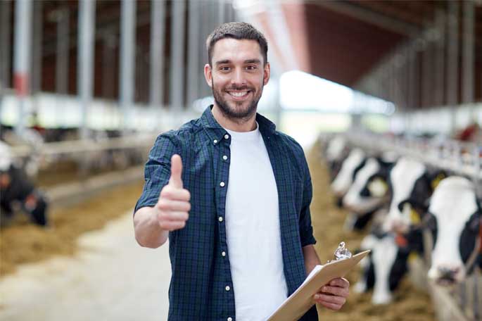 Man met duim omhoog en checklist in andere hand in stal vol koeien